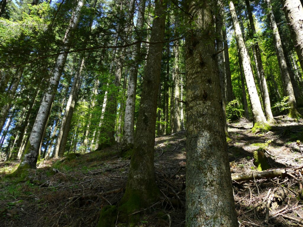 sottobosco
