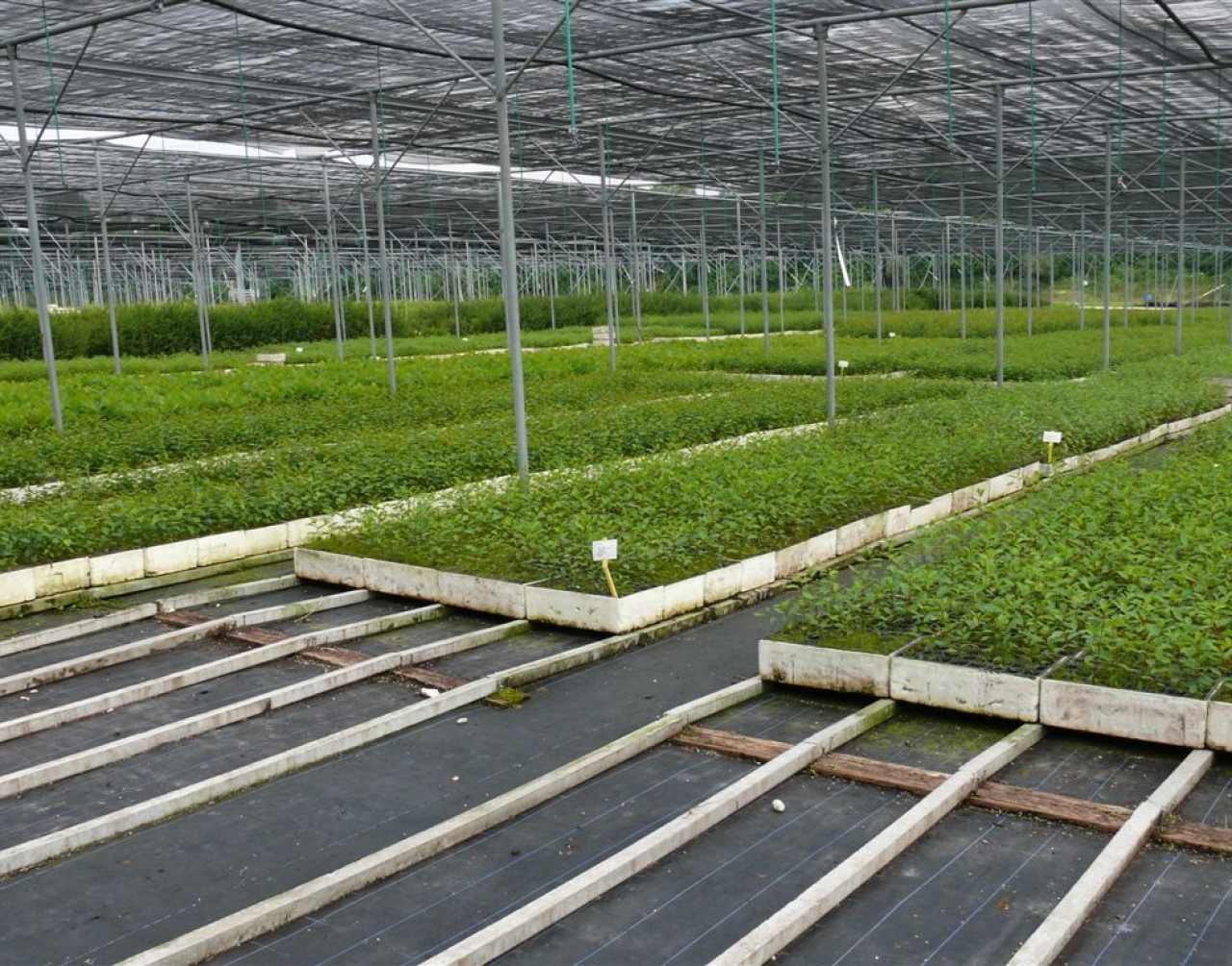 Ricreare la rete nazionale della vivaistica forestale